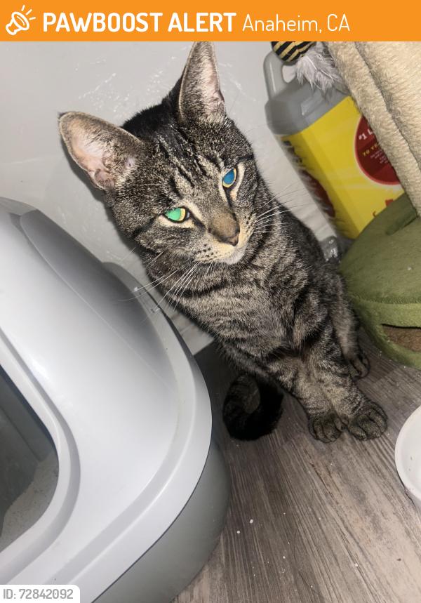 Found/Stray Male Cat last seen Near Eos Gym in Anaheim and the postal office., Anaheim, CA 92806