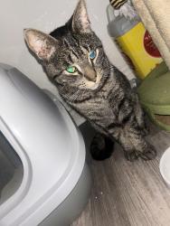 Found/Stray Male Cat last seen Near Eos Gym in Anaheim and the postal office., Anaheim, CA 92806
