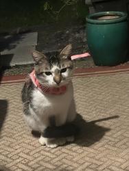 Reunited Unknown Cat last seen 198th street , Shoreline, WA 98133