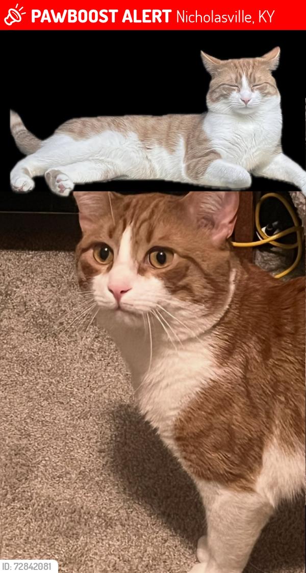 Lost Male Cat last seen At the trailer park, Nicholasville, KY 40356