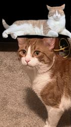 Lost Male Cat last seen At the trailer park, Nicholasville, KY 40356