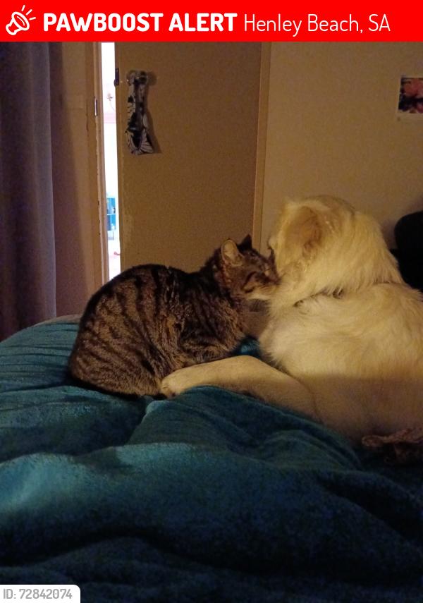 Lost Female Cat last seen Belfast Street Henley beach SA, Henley Beach, SA 5022