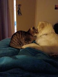 Lost Female Cat last seen Belfast Street Henley beach SA, Henley Beach, SA 5022