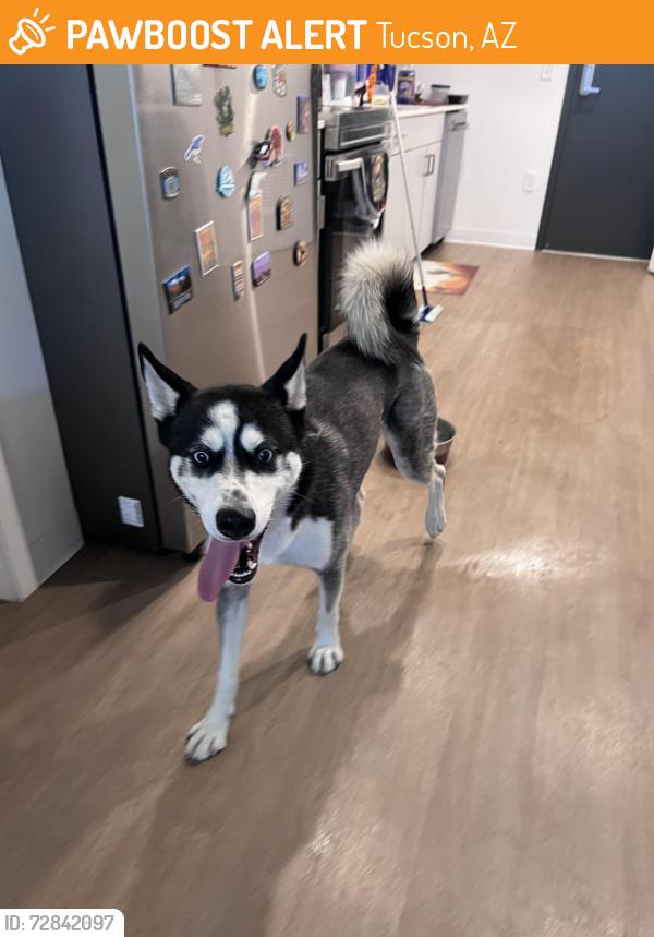 Found/Stray Male Dog last seen E 9th Street , Tucson, AZ 85705