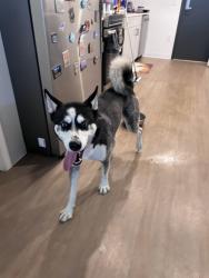 Found/Stray Male Dog last seen E 9th Street , Tucson, AZ 85705