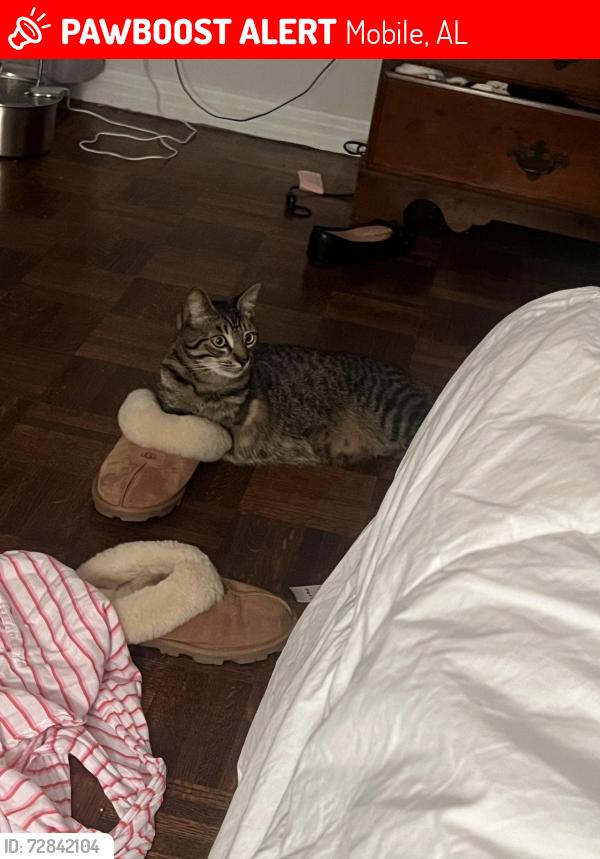 Lost Male Cat last seen Forrest hill and moffet , Mobile, AL 36618