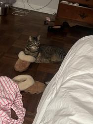 Lost Male Cat last seen Forrest hill and moffet , Mobile, AL 36618