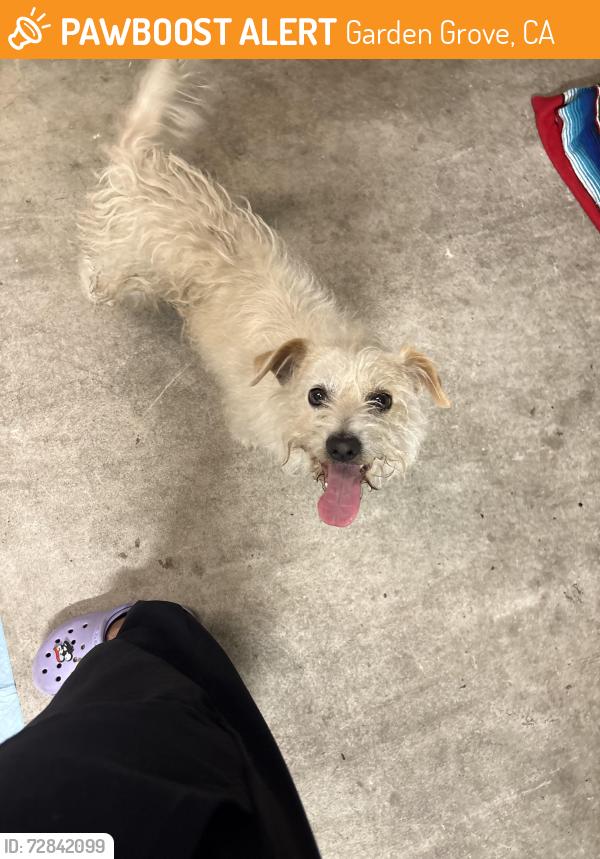 Found/Stray Male Dog last seen Lampson ave between Dale and Beach blvd in garden grove , Garden Grove, CA 92841