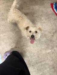 Found/Stray Male Dog last seen Lampson ave between Dale and Beach blvd in garden grove , Garden Grove, CA 92841