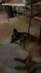 Found/Stray Female Dog last seen Piedmont St, Spring Valley, CA 91977