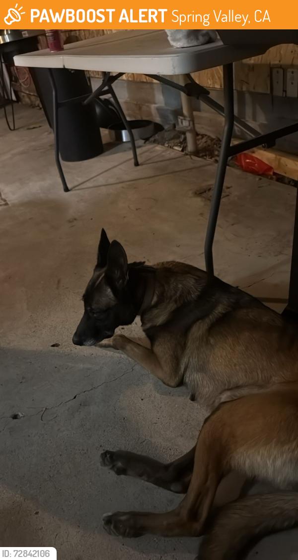 Found/Stray Female Dog last seen Piedmont St, Spring Valley, CA 91977
