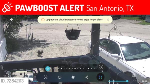 Lost Female Dog last seen Mailboxes, San Antonio, TX 78219