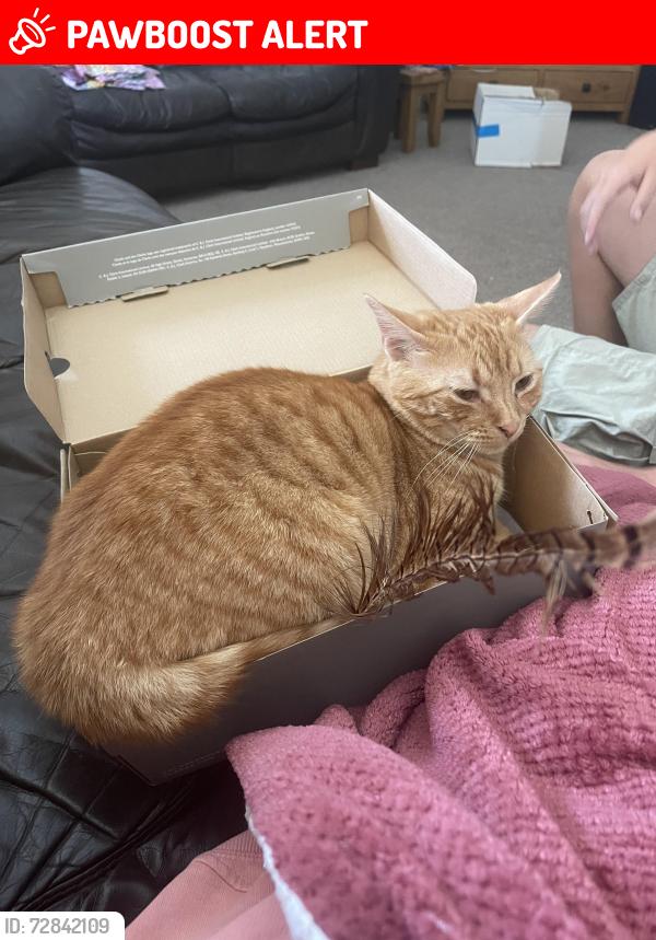 Lost Male Cat last seen Bournemouth crematorium , Bournemouth, Christchurch and Poole, England BH8 9HW