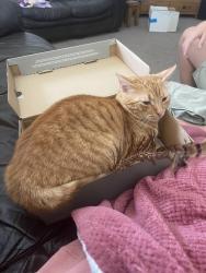 Lost Male Cat last seen Bournemouth crematorium , Bournemouth, Christchurch and Poole, England BH8 9HW