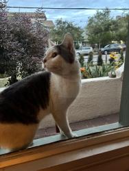 Found/Stray Male Cat last seen 6th and B, Tustin, CA 92780