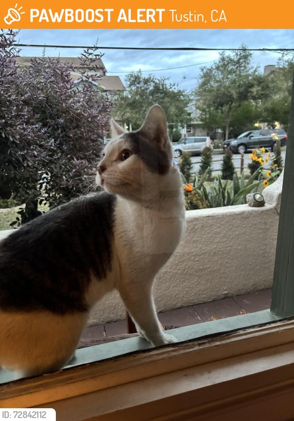 Found/Stray Male Cat last seen 6th and B, Tustin, CA 92780