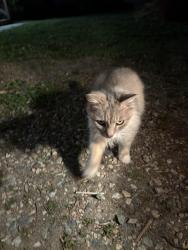 Found/Stray Unknown Cat last seen Thornington Drive Chesterfield, VA, Chesterfield County, VA 23237