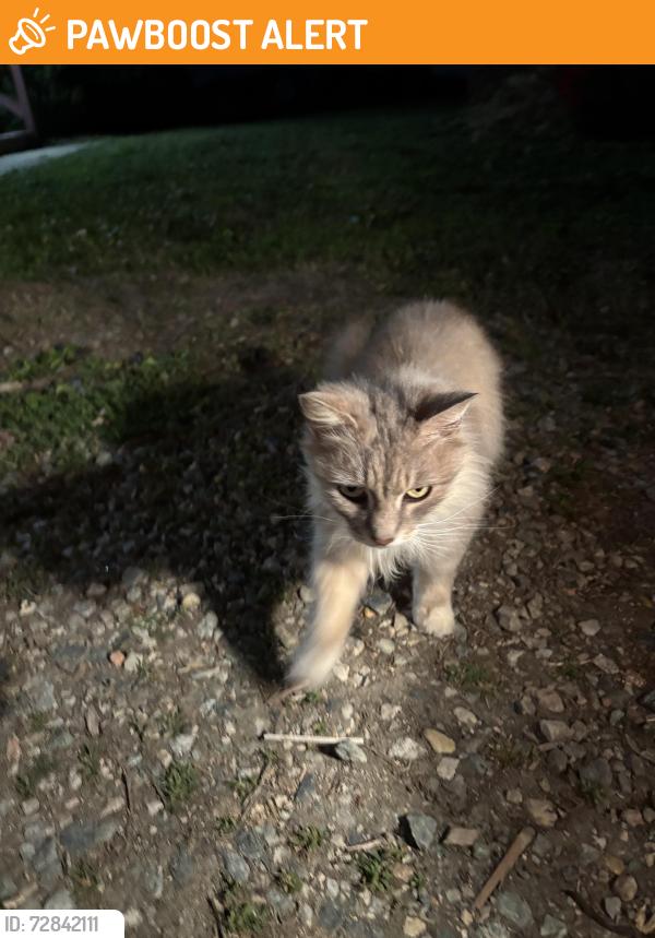 Found/Stray Unknown Cat last seen Thornington Drive Chesterfield, VA, Chesterfield County, VA 23237