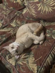Lost Female Cat last seen Colburn Park, Ernst Drive, Green Bay, WI 54304