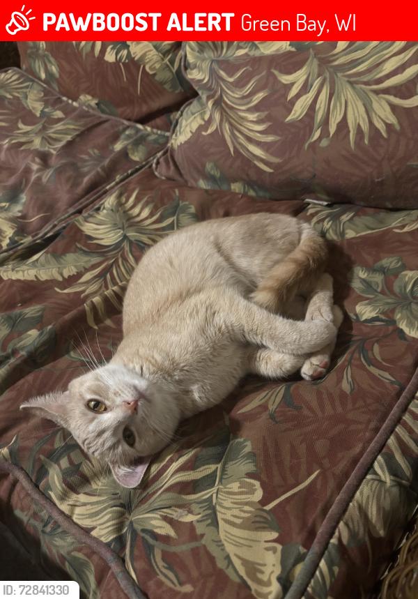 Lost Female Cat last seen Colburn Park, Ernst Drive, Green Bay, WI 54304