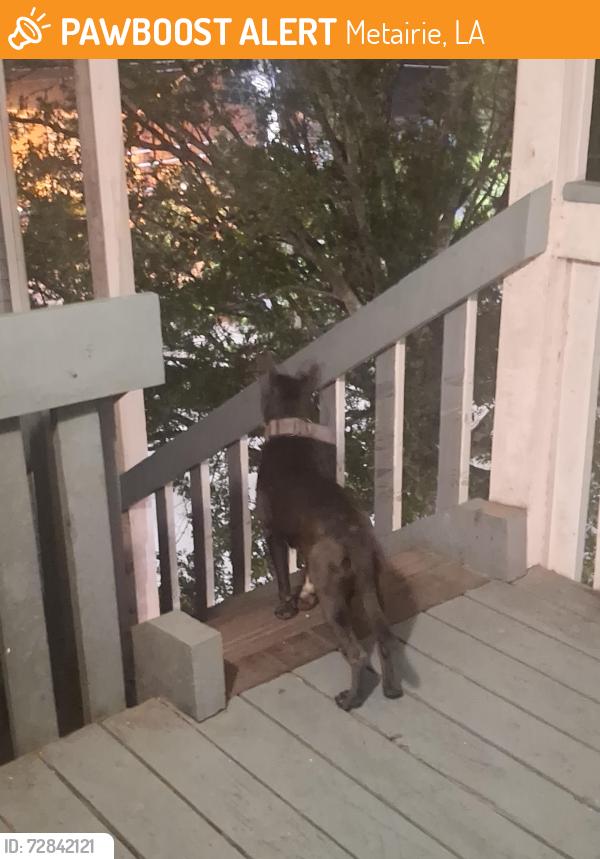 Found/Stray Unknown Dog last seen Bucktown/levee area. Found on Lake Ave and Lilac street, Metairie, LA 70005