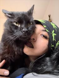 Lost Male Cat last seen Near ne loop 410, San Antonio, TX 78217