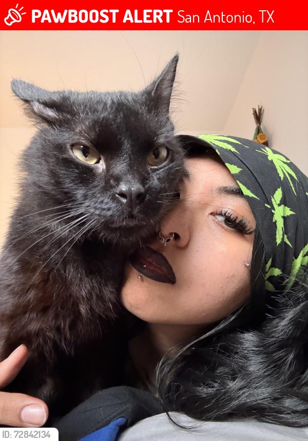 Lost Male Cat last seen Near ne loop 410, San Antonio, TX 78217