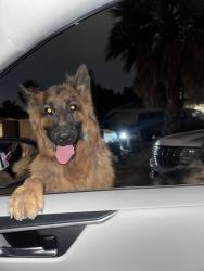 Found/Stray Unknown Dog last seen E imperial ave , Las Vegas, NV 89104