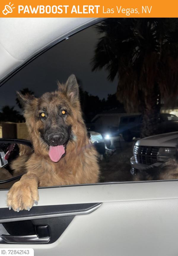 Found/Stray Unknown Dog last seen E imperial ave , Las Vegas, NV 89104