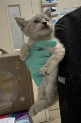 Shelter Stray Female Cat last seen Near BLOCK BEACH ST, JURUPA VALLEY CA 92509, 6851 Van Buren Boulevard, Jurupa Valley, CA 92509, USA