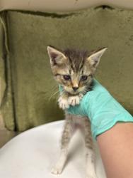 Shelter Stray Female Cat last seen Near BLOCK BEACH ST, JURUPA VALLEY CA 92509, 6851 Van Buren Boulevard, Jurupa Valley, CA 92509, USA