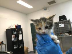 Shelter Stray Female Cat last seen Near BLOCK F ST CATHEDRAL CITY CA 92234, Thousand Palms, CA 92276