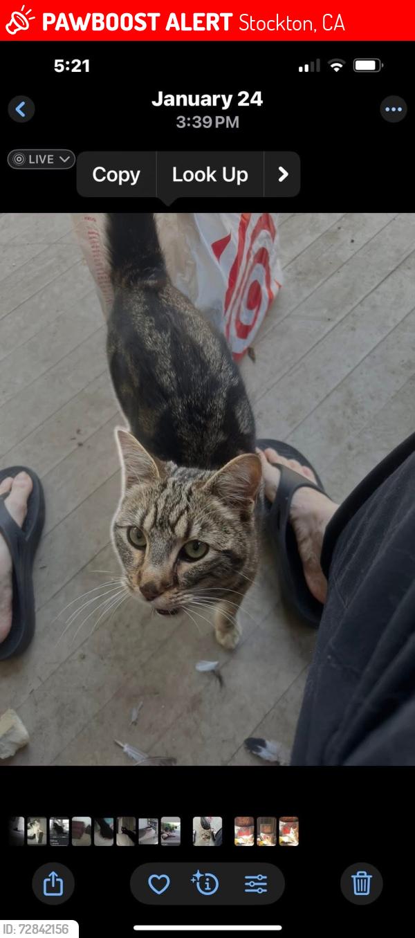 Lost Male Cat last seen N. Monroe, Stockton, CA 95203