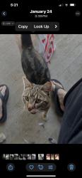 Lost Male Cat last seen N. Monroe, Stockton, CA 95203