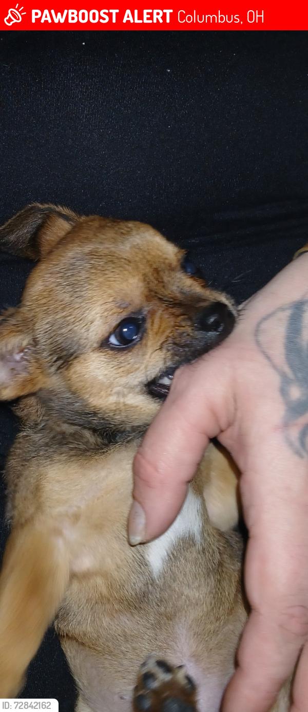 Lost Male Dog last seen Seymour ave and Kent st right on corner, Columbus, OH 43205
