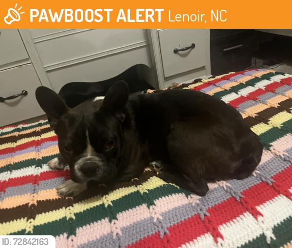 Found/Stray Female Dog last seen Italy grill, Lenoir, NC 28645