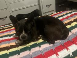 Found/Stray Female Dog last seen Italy grill, Lenoir, NC 28645
