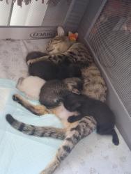 Lost Female Cat last seen Mill and waterman, San Bernardino, CA 92401