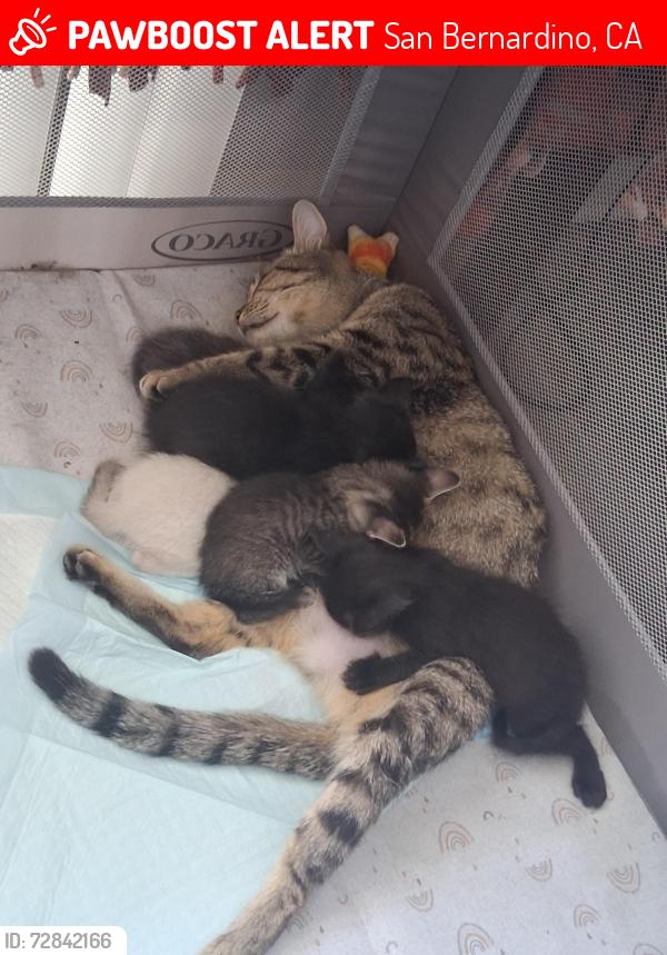 Lost Female Cat last seen Mill and waterman, San Bernardino, CA 92401