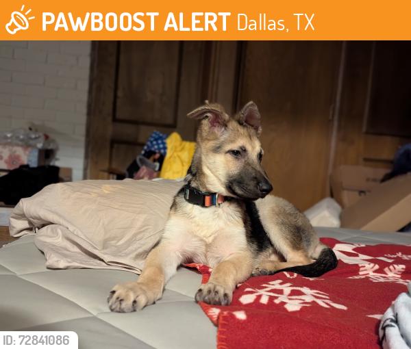 Found/Stray Male Dog last seen Quail Run St & Jupiter , Dallas, TX 75238