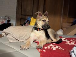 Found/Stray Male Dog last seen Quail Run St & Jupiter , Dallas, TX 75238