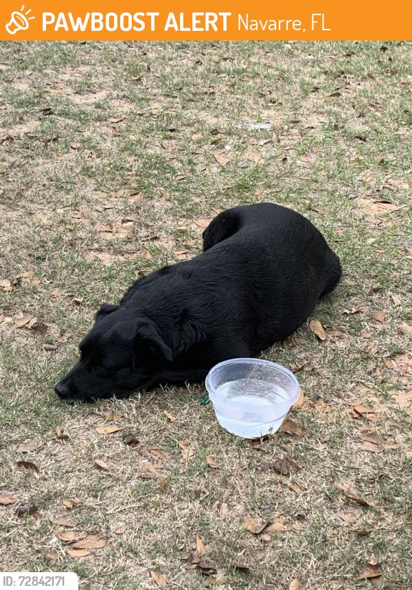 Found/Stray Female Dog last seen Near Wells Beach Rd, Navarre, FL 32566