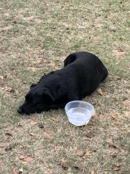 Found/Stray Female Dog last seen Near Wells Beach Rd, Navarre, FL 32566