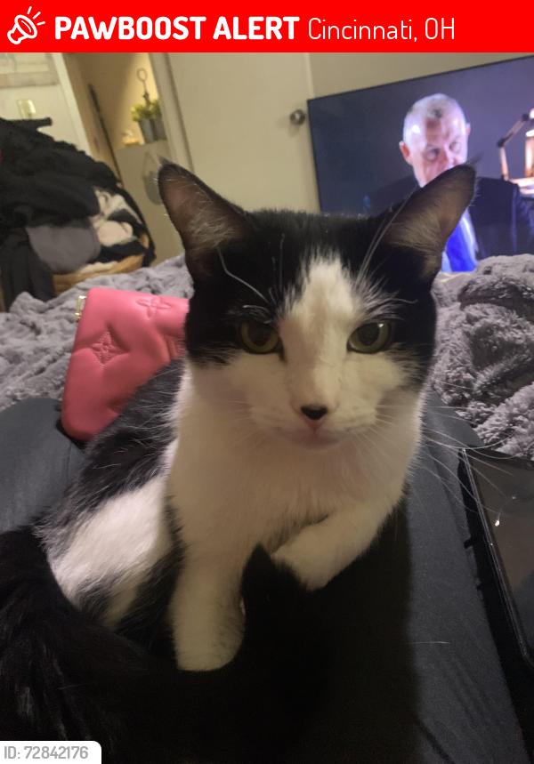 Lost Male Cat last seen Kings run and este rd, Cincinnati, OH 45232