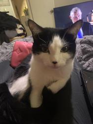 Lost Male Cat last seen Kings run and este rd, Cincinnati, OH 45232