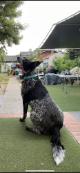 Lost Male Dog last seen Rancho San Miguel , Merced, CA 95340