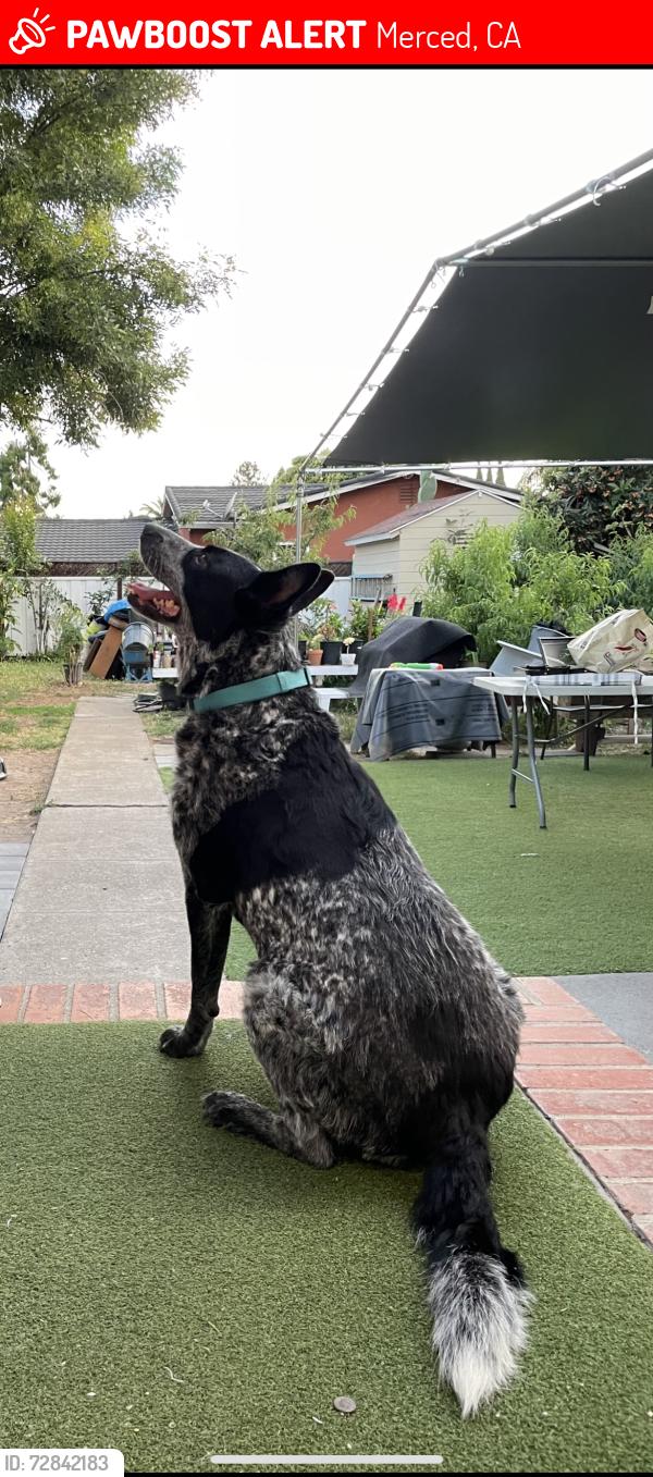Lost Male Dog last seen Rancho San Miguel , Merced, CA 95340