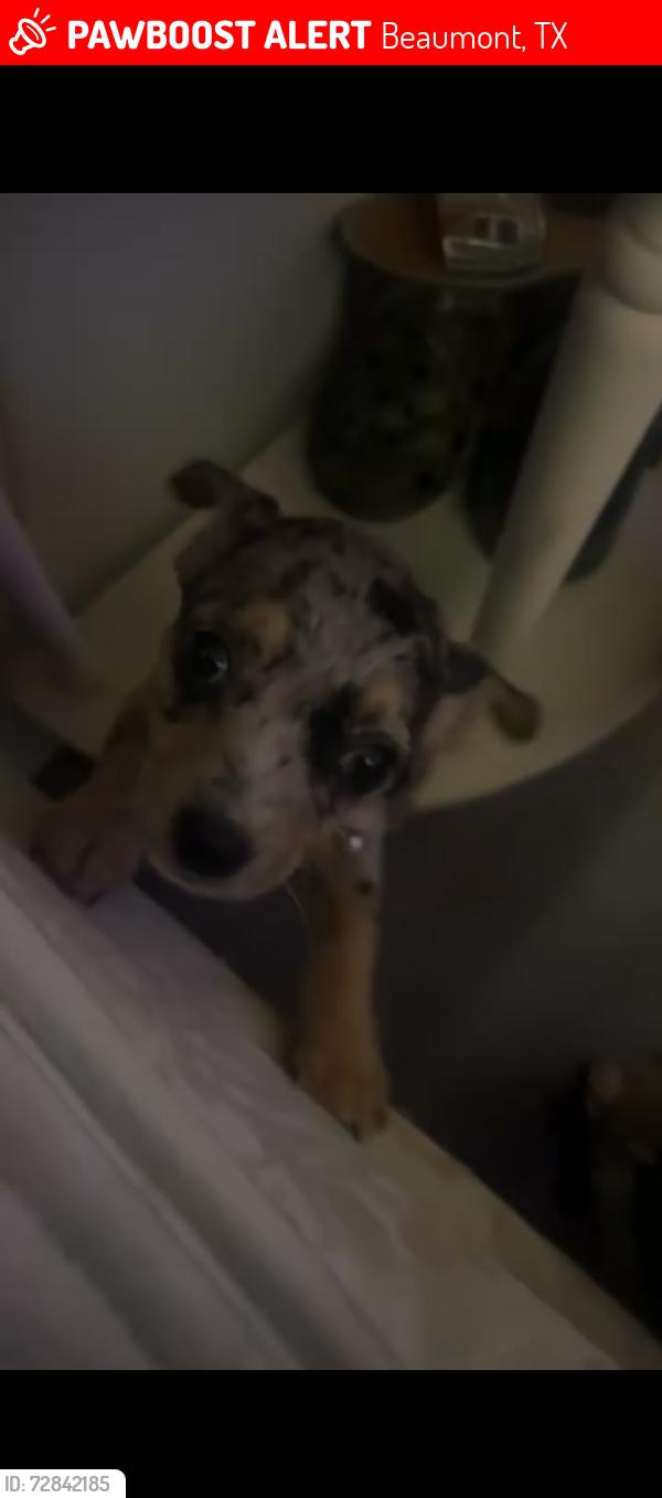 Lost Female Dog last seen Roberts &’ Ave D, Beaumont, TX 77701