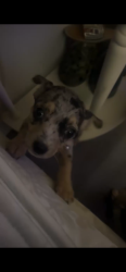 Lost Female Dog last seen Roberts &’ Ave D, Beaumont, TX 77701