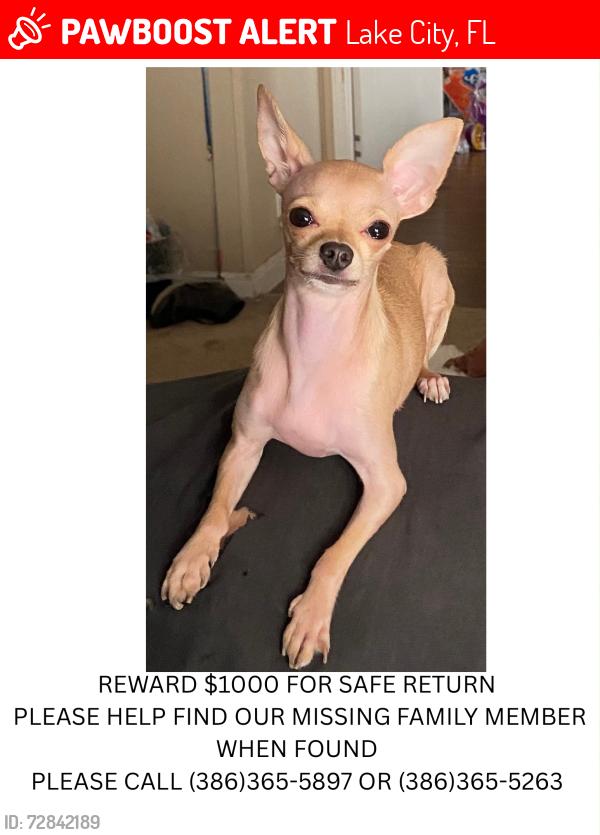 Lost Female Dog last seen South west Tracy place, Lake City, FL 32025